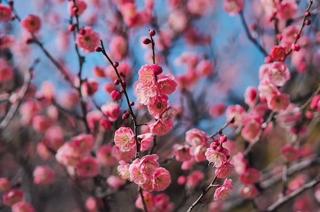 梅花伞股票 凭着坚忍不拔的“梅花精神”