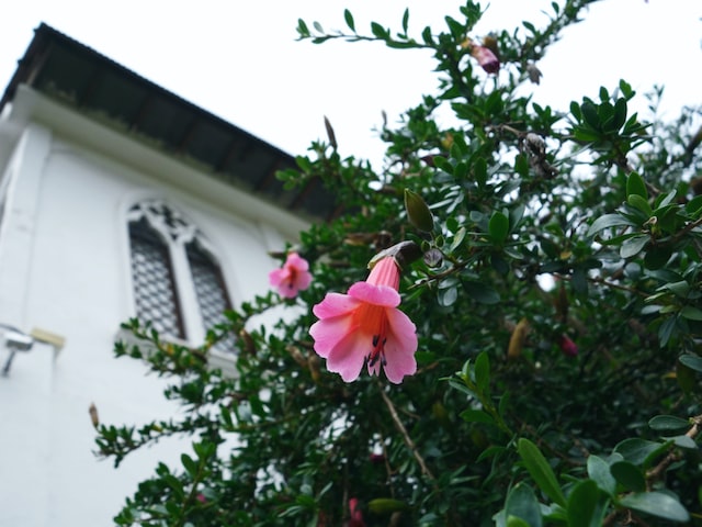 牵牛花的特点(追溯牵牛花的历史及其特点)