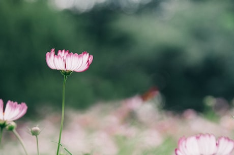 印花卫衣(印花卫衣，让你的穿搭更时尚潮流)