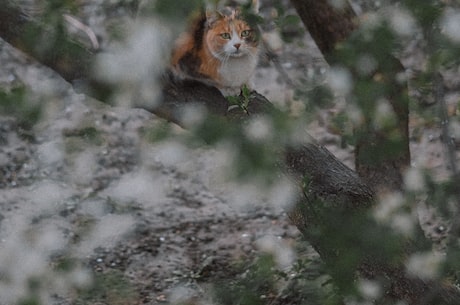 狐狸打猎人(狐狸打猎人！华山上的惊险故事！)