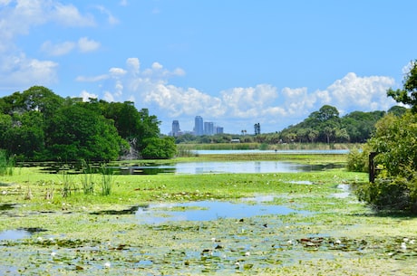 沼泽地(浅谈沼泽地：自然的经典和生态的瑰宝)