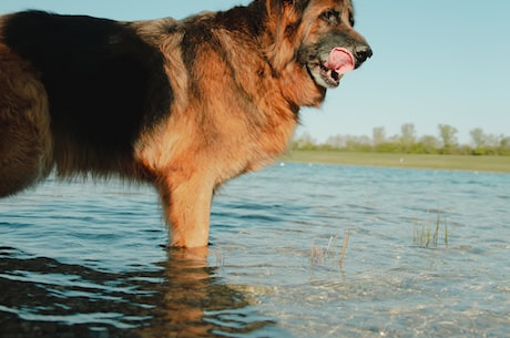 西德牧羊犬(你真正需要了解的西德牧羊犬)