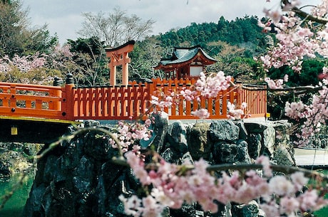 花姑子陶醉(花姑子陶醉：樱花季，赏花指南)