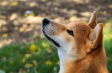 秋田犬性格(秋田犬性格大揭秘 看看这个日本犬的魅力点！)