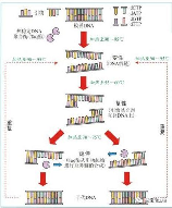 PCR技术：重要性与应用