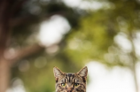 rain cats and dogs(下大雨了，不要去出门)