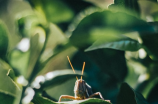 蚱之妙--蚱的拼音中的组词起源及生物学特征