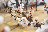 汉中油菜花(汉中油菜花盛开，赏花游好去向)