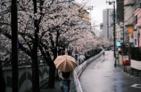 凄风冷雨满江城(凄风冷雨满江城：江城故事)