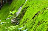 每逢清明时节，雨纷纷，向往祭扫的习俗迎来新变化